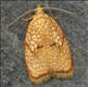 1036 (49.062) Acleris forsskaleana